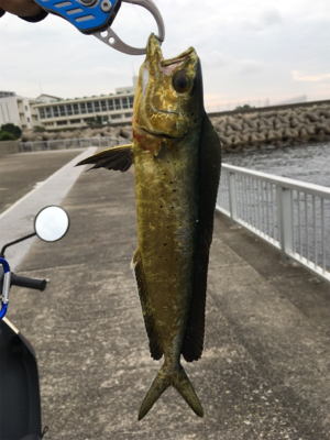 シイラの幼魚？