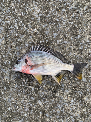 川の中はお魚の幼稚園