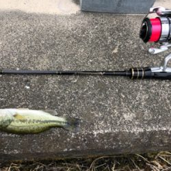 淀川水系 子バス祭り