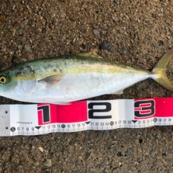 ようやくハマチサイズに♪