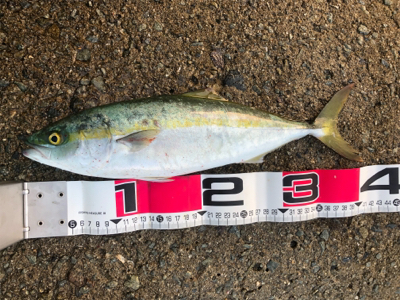 ようやくハマチサイズに♪