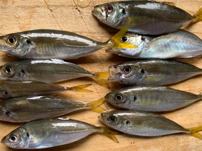 アジを餌にノマセ釣り