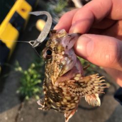 境港でライトゲーム