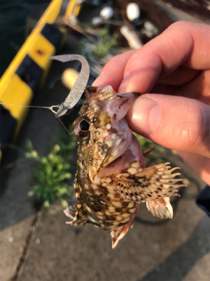 境港でライトゲーム