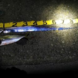 太刀魚はワンチャンス