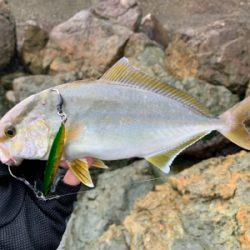 ネリゴ大量発生