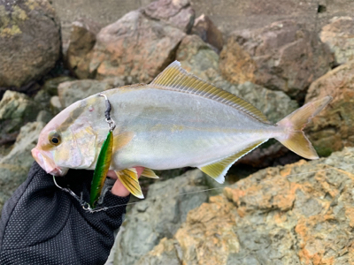 ネリゴ大量発生