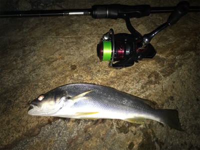 チニングにゲストが