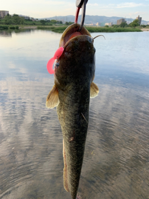 夕方のナマズゲーム