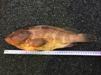 雨の中アコウ釣りました