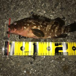 探り探りのライトロック