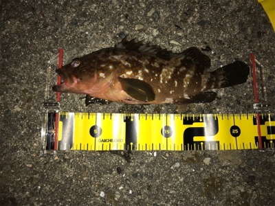 探り探りのライトロック