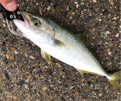 小雨短時間豊漁ショアジギ