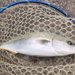 日替わりパターン