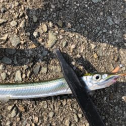 アドバンスメント 56モバイルでサヨリング