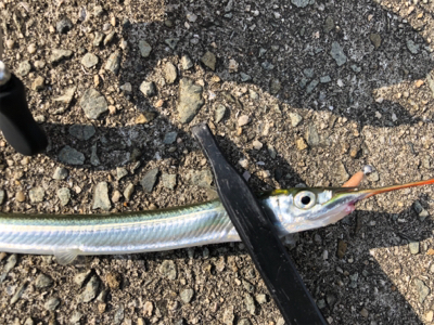 アドバンスメント 56モバイルでサヨリング…