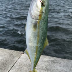 良型アジゲット