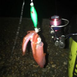 群れさえ入ってくれればケンサキイカ釣れます(^^)