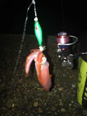 群れさえ入ってくれればケンサキイカ釣れます(^^)