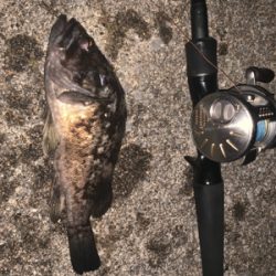 シャローエリアでお遊び