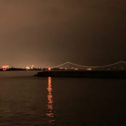 ケンサキイカ⑧