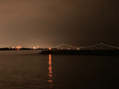 ケンサキイカ⑧