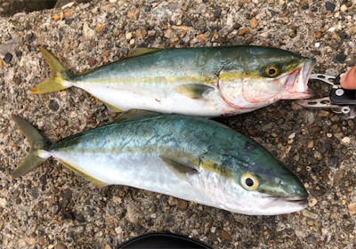 雨前ツバッシング