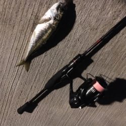 アジング  調査