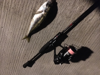 アジング  調査