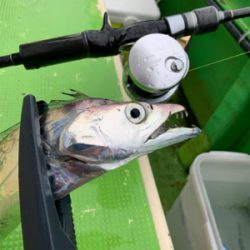 タチウオジギング