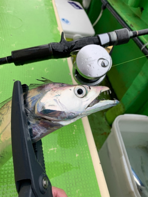 タチウオジギング