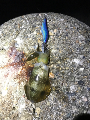 久しぶりアオリイカ