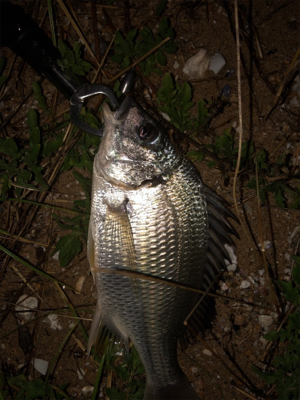 ボトムチニング