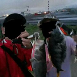 チヌチヌおチヌ