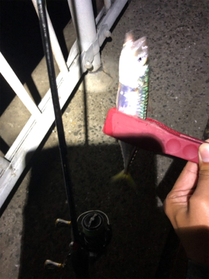 雨の合間のアジング