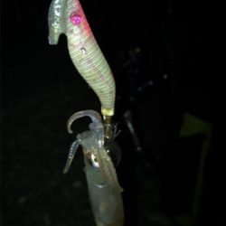 なんとか釣れたケンサキイカσ(^_^;)