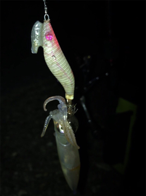 なんとか釣れたケンサキイカσ(^_^;)