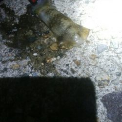 アオリイカ　7杯！！と根魚！