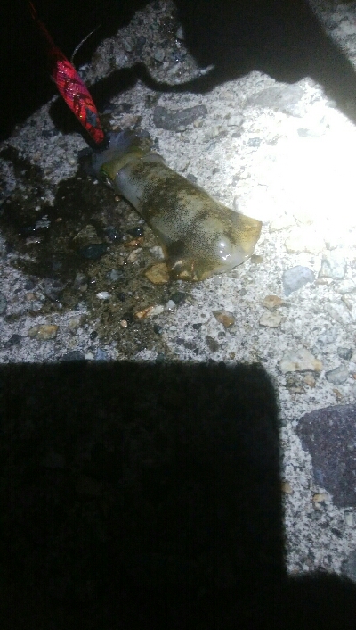 アオリイカ　7杯！！と根魚！