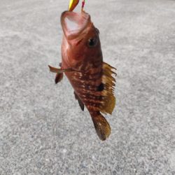 キジハタとアジとサバ