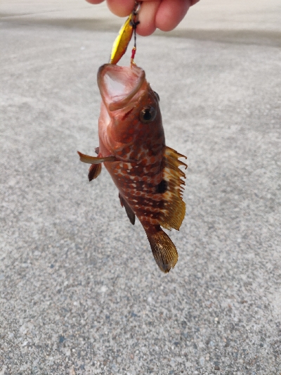 キジハタとアジとサバ