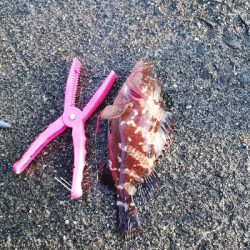 久々にエビ撒いてみました