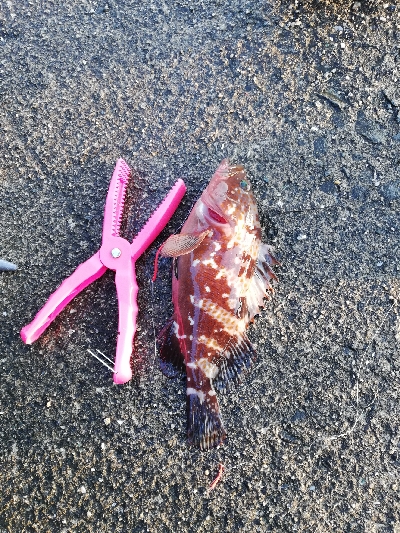 久々にエビ撒いてみました