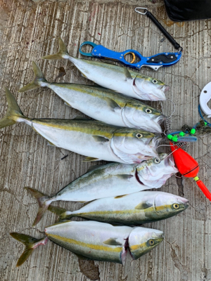 ハマチ〜ツバスでつ抜け♫