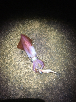 ケンサキときどきアオリイカ