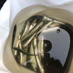 夕方からのヒットでした！