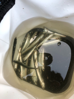 夕方からのヒットでした！