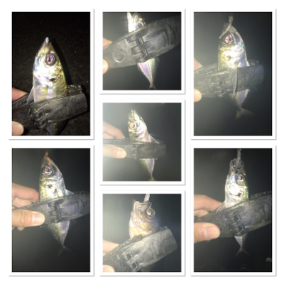 アジ！ツバス！ハマチ！