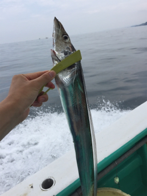 船タチウオ釣行