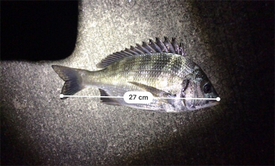 ちょこっと釣行